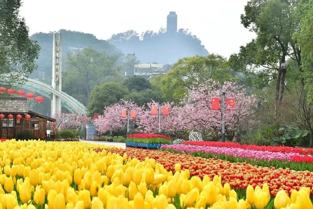 重庆南山植物园深度探访体验